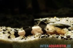 Großer Harlekinwels, Pseudopimelodus Bufonius -Aquariumladen = das Beste. Grosser Harlekinwels Pseudopimelodus bufonius 2