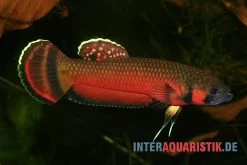 Großmaul-Kampffisch, Betta Macrostoma, Paarweise