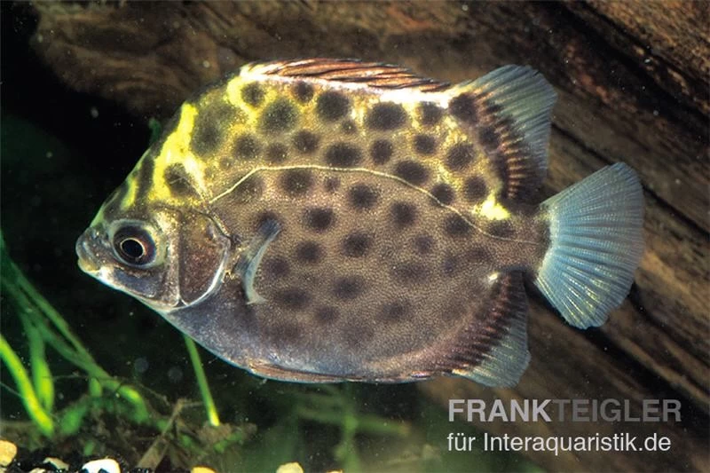 Grüner Argusfisch, Scatophagus Argus Argus 3 Grüner Argusfisch, Scatophagus Argus Argus