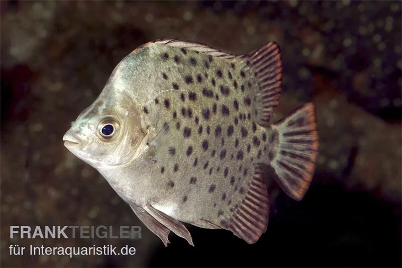 Grüner Argusfisch, Scatophagus Argus Argus 4 Grüner Argusfisch, Scatophagus Argus Argus – Bild 2
