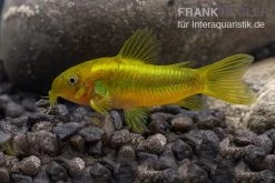 Grüngestreifter Panzerwels, Corydoras Venazuelanus "Green Stripe" CW09 -Aquariumladen = das Beste. Gruengestreifter Panzerwels Corydoras venazuelanus Green stripe 2
