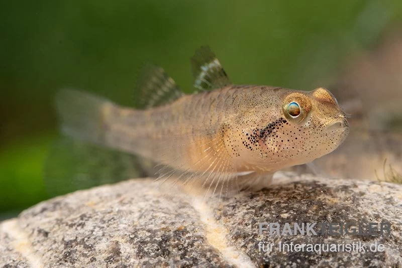 Sumatra Grundel, Mugilogobius Sp Sumatra, 5er Gruppe 4 Sumatra Grundel, Mugilogobius Sp Sumatra, 5er Gruppe – Bild 2