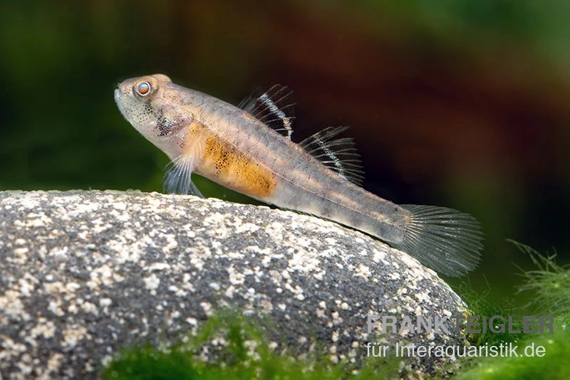 Sumatra Grundel, Mugilogobius Sp Sumatra, 5er Gruppe 3 Sumatra Grundel, Mugilogobius Sp Sumatra, 5er Gruppe