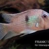 Dacrya-Sattelfleckenbuntbarsch, Guianacara Dacrya / Geophagus Dacrya -Aquariumladen = das Beste. Guianacara dacrya 1