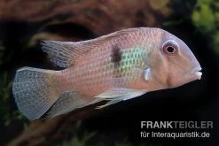 Dacrya-Sattelfleckenbuntbarsch, Guianacara Dacrya / Geophagus Dacrya