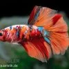Halfmoon Kampffisch Koi Männchen, Betta Halfmoon Koi 2 Halfmoon Kampffisch Koi Männchen, Betta Halfmoon Koi -Aquariumladen = das Beste. Halfmoon Kampffisch Koi Betta Halfmoon Koi 1