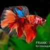 Halfmoon Kampffisch Nemo, Männchen, Betta Splendens -Aquariumladen = das Beste. Halfmoon Kampffisch Nemo Maennchen Betta splendens 1