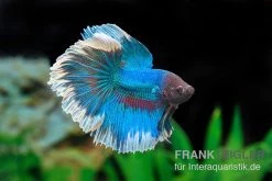 Halfmoon Kampffisch Rose Petal, Männchen, Betta Splendens