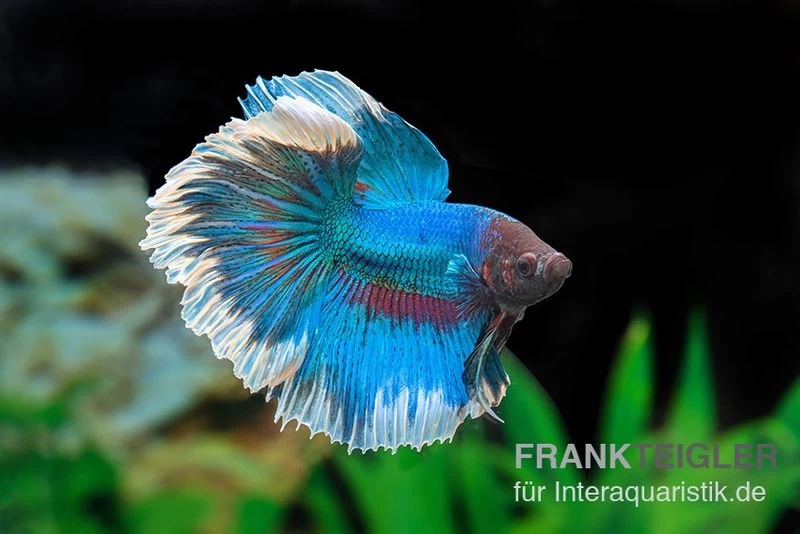 Halfmoon Kampffisch Rose Petal, Männchen, Betta Splendens 3 Halfmoon Kampffisch Rose Petal, Männchen, Betta Splendens