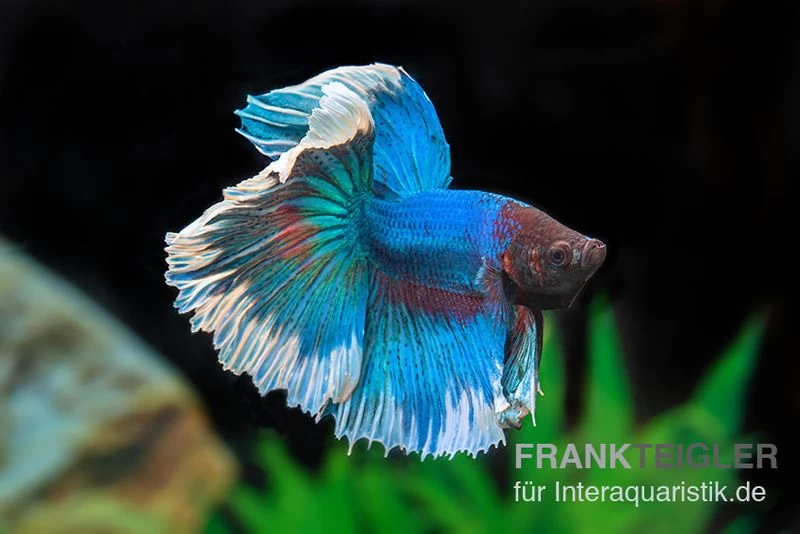 Halfmoon Kampffisch Rose Petal, Männchen, Betta Splendens 4 Halfmoon Kampffisch Rose Petal, Männchen, Betta Splendens – Bild 2