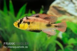 Papyrus-Maulbrüter, Astatotilapia Aeneocolor Yellow Belly, DNZ