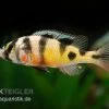 Haplochromis Spec. ZEBRA OBLIQUIDENS, DNZ