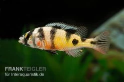 Haplochromis Spec. ZEBRA OBLIQUIDENS, DNZ
