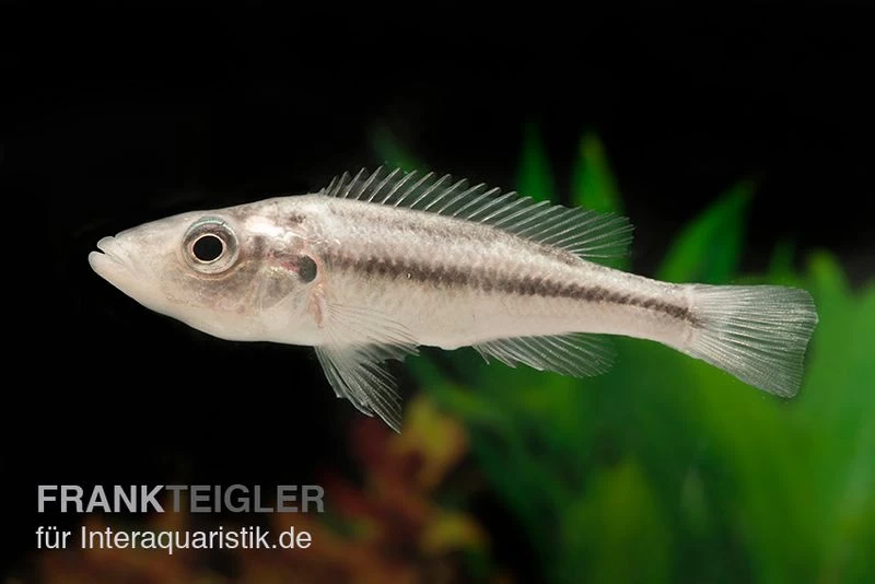 Victoria-Forellencichlide, Haplochromis Thereutheurion, DNZ 3 Victoria-Forellencichlide, Haplochromis Thereutheurion, DNZ