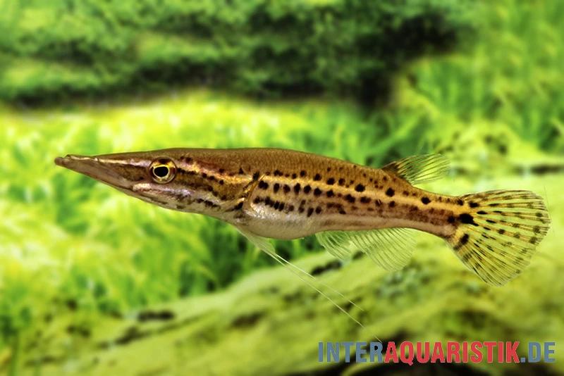 Hechtkopf, Luciocephalus Pulcher 3 Hechtkopf, Luciocephalus Pulcher