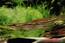 Hechtkopf, Luciocephalus Pulcher 7 Hechtkopf, Luciocephalus Pulcher -Aquariumladen = das Beste. Hechtkopf Luciocephalus pulcher 2