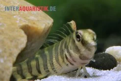 Heyligeri-Schleimfisch, Phenablennius Heyligeri -Aquariumladen = das Beste. Heyligeri Schleimfisch Phenablennius heyligeri 1