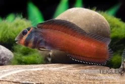 Heyligeri-Schleimfisch, Phenablennius Heyligeri -Aquariumladen = das Beste. Heyligeri Schleimfisch Phenablennius heyligeri neu 2