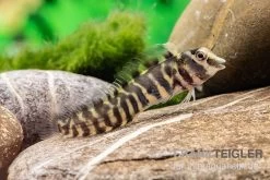 Heyligeri-Schleimfisch, Phenablennius Heyligeri -Aquariumladen = das Beste. Heyligeri Schleimfisch Phenablennius heyligeri neu 3