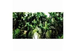 Hobby Fotorückwandzuschnitt Pearl River/Deep Delta, 120 Cm X 50 Cm -Aquariumladen = das Beste. Hobby Pearl River Deep Delta Fotorueckwand 2