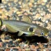 Mondfinsterniss-Stachelwels, Horabagrus Brachysoma 1 Mondfinsterniss-Stachelwels, Horabagrus Brachysoma -Aquariumladen = das Beste. Horabagrus brachysoma 7