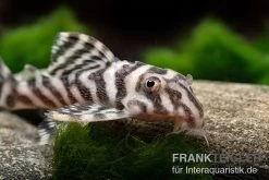 Zebra-Harnischwels, Hypancistrus Spec. L173b "NEW ZEBRA", 4-5 Cm -Aquariumladen = das Beste. Hypancistrus spec L 173b 3
