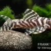 Zebra-Harnischwels, Hypancistrus Spec. L173b "NEW ZEBRA", 4-5 Cm 1 Zebra-Harnischwels, Hypancistrus Spec. L173b "NEW ZEBRA", 4-5 Cm -Aquariumladen = das Beste. Hypancistrus spec L 173b 5