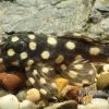 Mini Snowball Pleco, L471, Hypancistrus Sp. "Dwarf" -Aquariumladen = das Beste. Hypancistrus spec dwarf L471