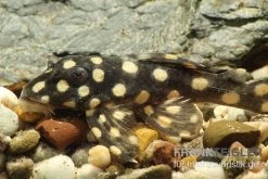 Mini Snowball Pleco, L471, Hypancistrus Sp. "Dwarf"
