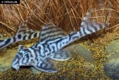 Zebra-Harnischwels, Hypancistrus Spec. L173, 4-5 Cm -Aquariumladen = das Beste. Hypancistrus species L173 03