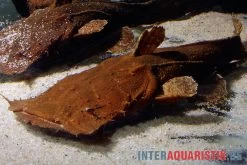 Indonesischer Großmaulwels, Chaca Bankanensis -Aquariumladen = das Beste. Indonesischer Grossmaulwels Chaca bankanensis 1
