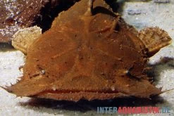 Indonesischer Großmaulwels, Chaca Bankanensis -Aquariumladen = das Beste. Indonesischer Grossmaulwels Chaca bankanensis 2