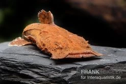 Indonesischer Großmaulwels, Chaca Bankanensis -Aquariumladen = das Beste. Indonesischer Grossmaulwels Chaca bankanensis neu 1