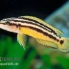 Streifen-Schlankcichlide, Julidochromis Ornatus YELLOW, DNZ