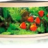 Juwel Aquarium Trigon 350 LED, Helles Holz 1 Juwel Aquarium Trigon 350 LED, Helles Holz -Aquariumladen = das Beste. Juwel Aquarium Trigon 350 LED helles Holz