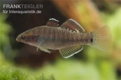 Kaisergrundel, Hypseleotris Compressa, 4-5 Cm -Aquariumladen = das Beste. Kaisergrundel Hypseleotris compressa