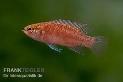 Kajal-Zwergblaubarsch, Dario Kajal (paarweise)