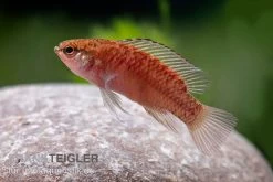 Kajal-Zwergblaubarsch, Dario Kajal (paarweise) -Aquariumladen = das Beste. Kajal Zwergblaubarsch Dario kajal 3