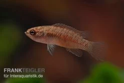 Kajal-Zwergblaubarsch, Dario Kajal (paarweise) -Aquariumladen = das Beste. Kajal Zwergblaubarsch Dario kajal 4