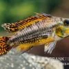 Kakaduzwergbuntbarsch Rot, Apistogramma Cacatuoides, Paarweise 2 Kakaduzwergbuntbarsch Rot, Apistogramma Cacatuoides, Paarweise -Aquariumladen = das Beste. Kakaduzwergbuntbarsch rot Apistogramma cacatuoides paarweise 1