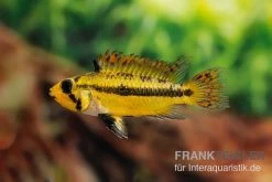 Kakaduzwergbuntbarsch Rot, Apistogramma Cacatuoides, Paarweise -Aquariumladen = das Beste. Kakaduzwergbuntbarsch rot Apistogramma cacatuoides paarweise 3