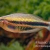 Kaladiri-Regenbogenfisch, Melanotaenia Sp. Kaladiri, 5 Tiere -Aquariumladen = das Beste. Kaladiri Regenbogenfisch Melanotaenia sp Kaladiri 1