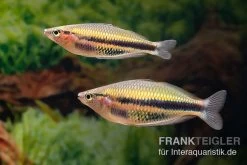 Kaladiri-Regenbogenfisch, Melanotaenia Sp. Kaladiri, 5 Tiere -Aquariumladen = das Beste. Kaladiri Regenbogenfisch Melanotaenia sp Kaladiri 2
