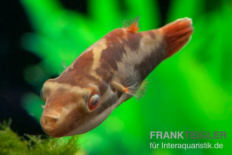 Kammkugelfisch, Carinotetraodon Irrubesco (Rotschwanzkugelfisch) 3 Kammkugelfisch, Carinotetraodon Irrubesco (Rotschwanzkugelfisch)