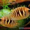 Kanara Buntbarsch, Etroplus Canarensis 2 Kanara Buntbarsch, Etroplus Canarensis -Aquariumladen = das Beste. Kanara Buntbarsch Etroplus canarensis 1