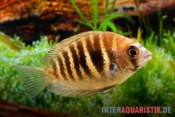 Kanara Buntbarsch, Etroplus Canarensis 5 Kanara Buntbarsch, Etroplus Canarensis -Aquariumladen = das Beste. Kanara Buntbarsch Etroplus canarensis