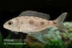 Kigoma-Fadenmaulbrüter, Cyathopharynx Furcifer KIGOMA, DNZ