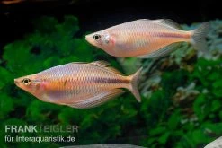 Kiura-Regenbogenfisch, Melanotaenia Cf. Goldiei "Kiura", 5 Tiere 8 Kiura-Regenbogenfisch, Melanotaenia Cf. Goldiei "Kiura", 5 Tiere -Aquariumladen = das Beste. Kiura Regenbogenfisch Melanotaenia cf goldiei Kiura 2 Paare 1
