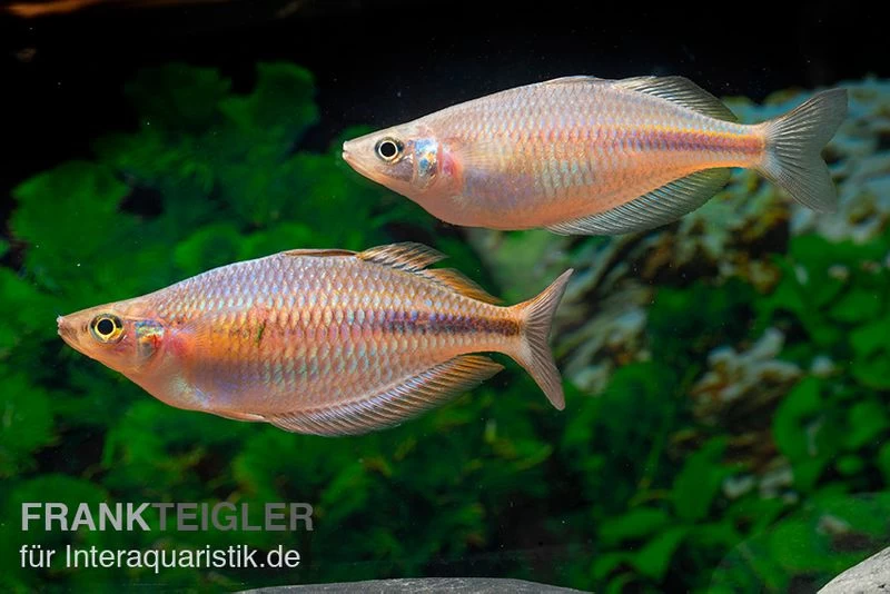 Kiura-Regenbogenfisch, Melanotaenia Cf. Goldiei "Kiura", 5 Tiere 4 Kiura-Regenbogenfisch, Melanotaenia Cf. Goldiei "Kiura", 5 Tiere – Bild 2