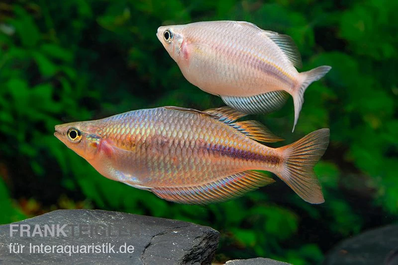 Kiura-Regenbogenfisch, Melanotaenia Cf. Goldiei "Kiura", 5 Tiere 5 Kiura-Regenbogenfisch, Melanotaenia Cf. Goldiei "Kiura", 5 Tiere – Bild 3